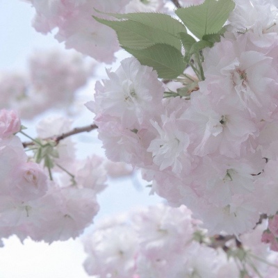 兽设黎明场景创作福瑞交流群